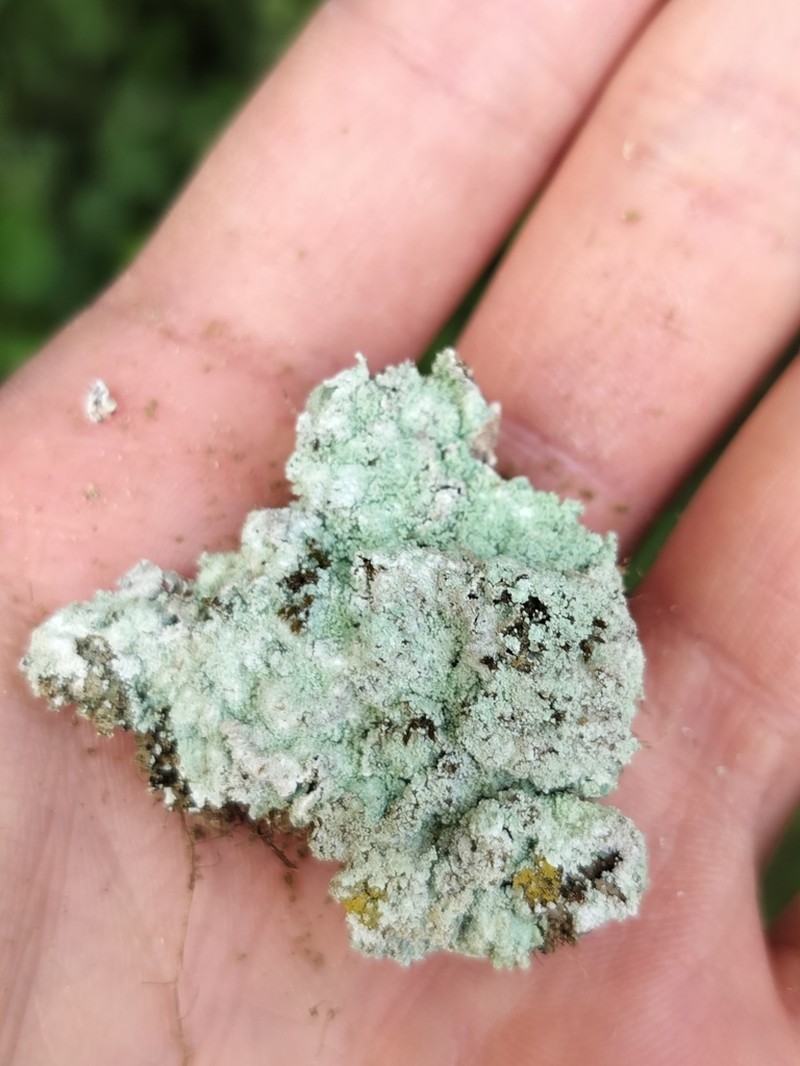 Lepraria rigidula photo 2
