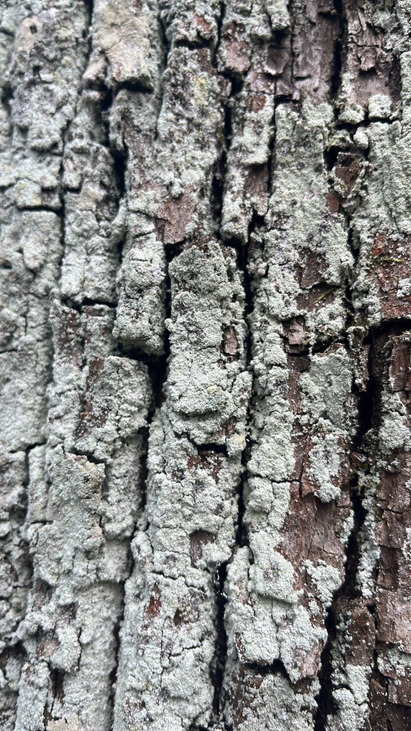 Lepraria rigidula photo 3