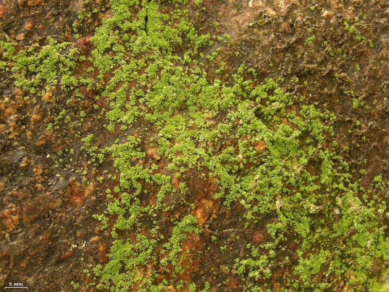 Santa Monica Dust Lichen