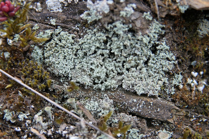 Mealy Lichen
