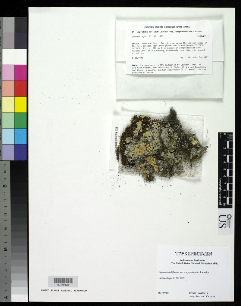 Leproloma diffusum