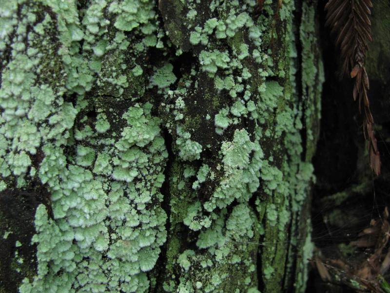 Leproloma Lichen