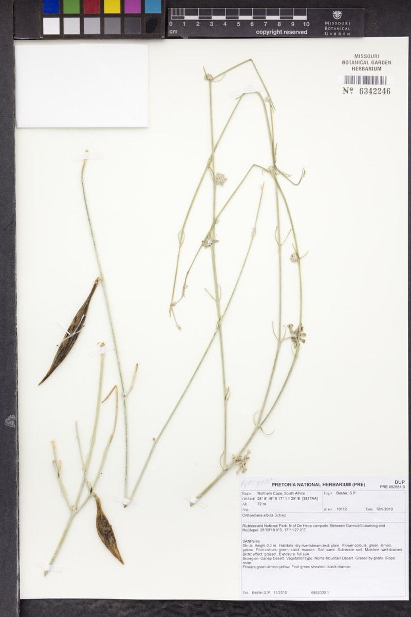 Leptadenia albida