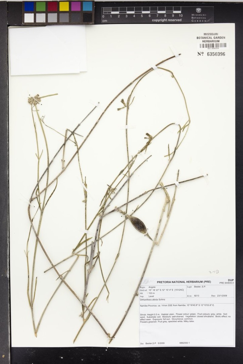 Leptadenia albida photo 2