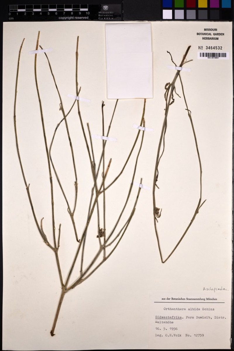 Leptadenia albida photo 3