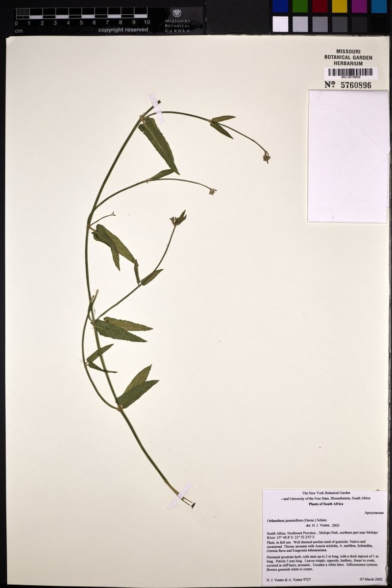 Leptadenia jasminiflora