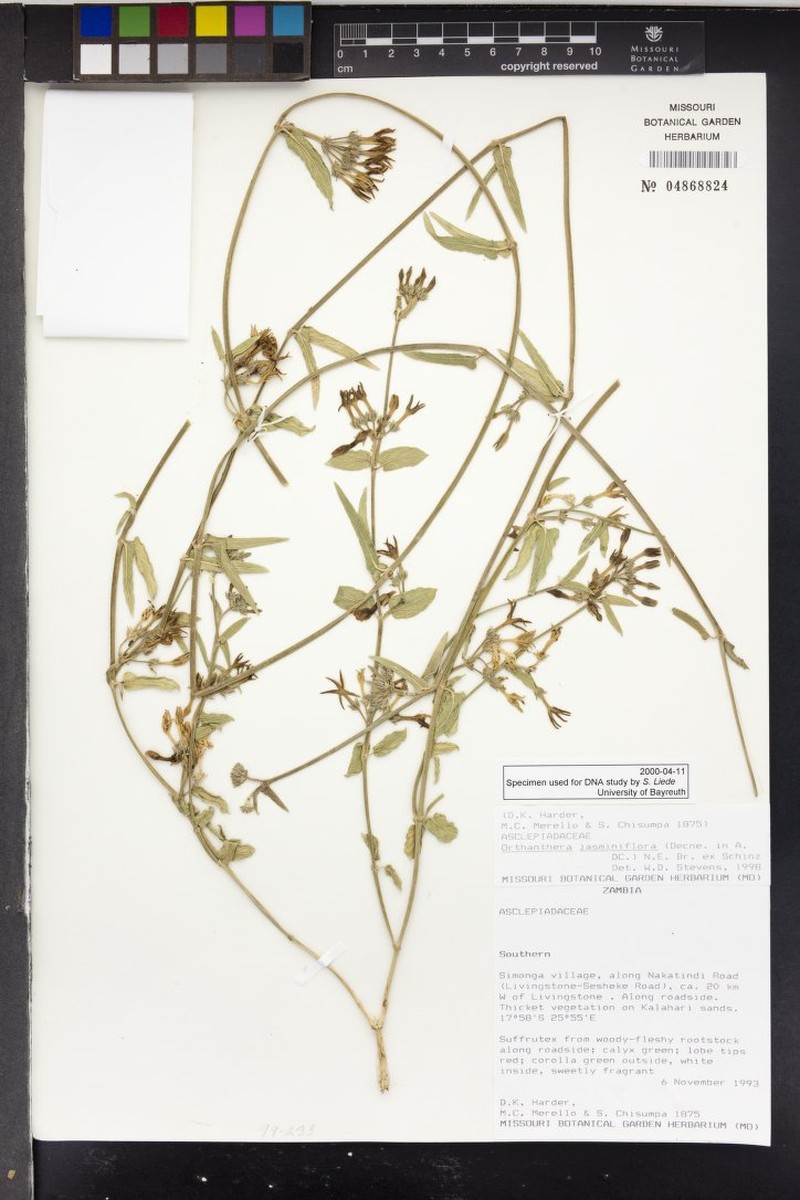Leptadenia jasminiflora photo 2