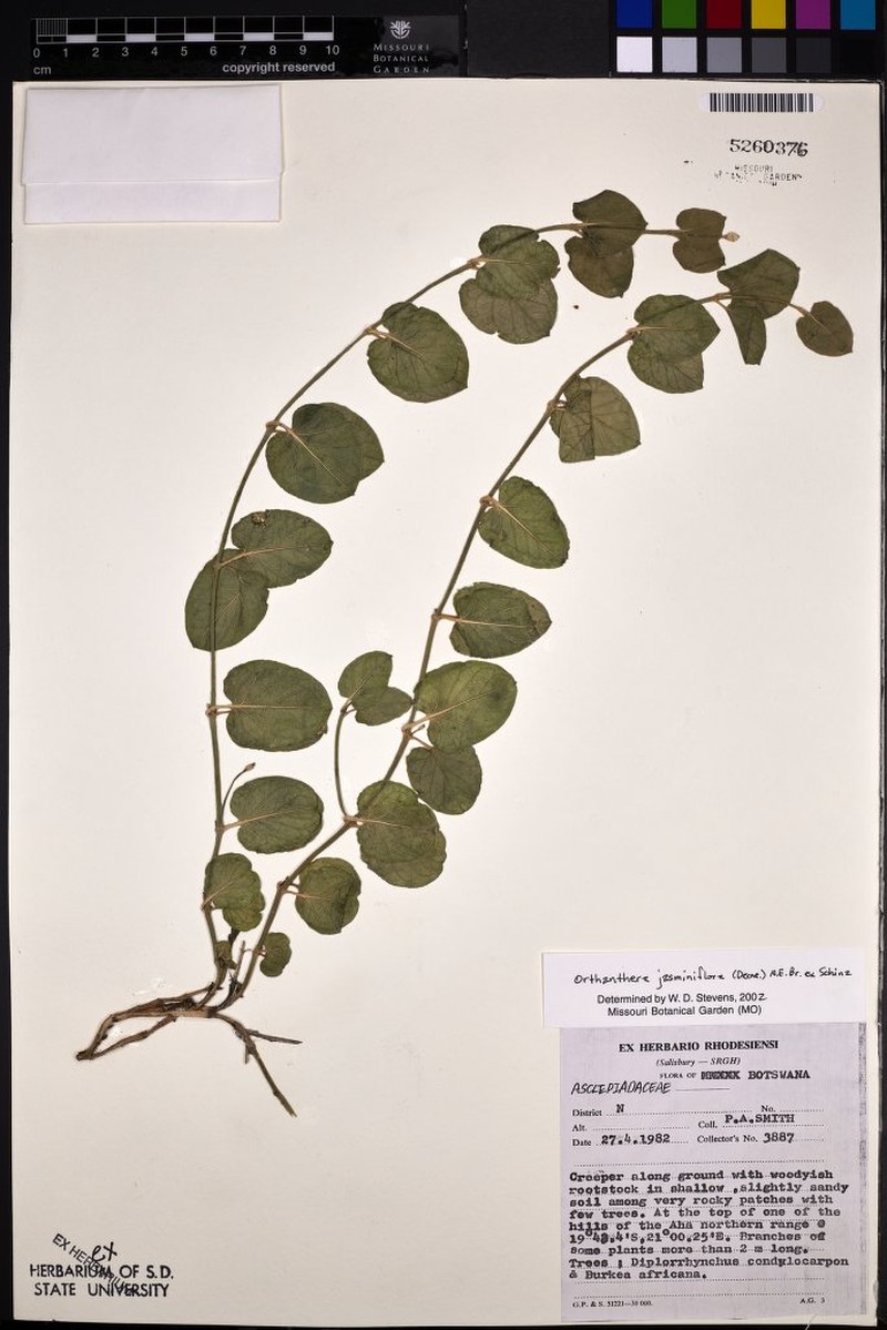 Leptadenia jasminiflora photo 3