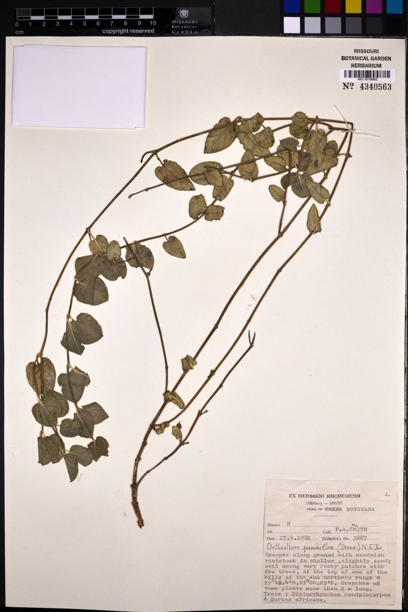 Leptadenia jasminiflora photo 4