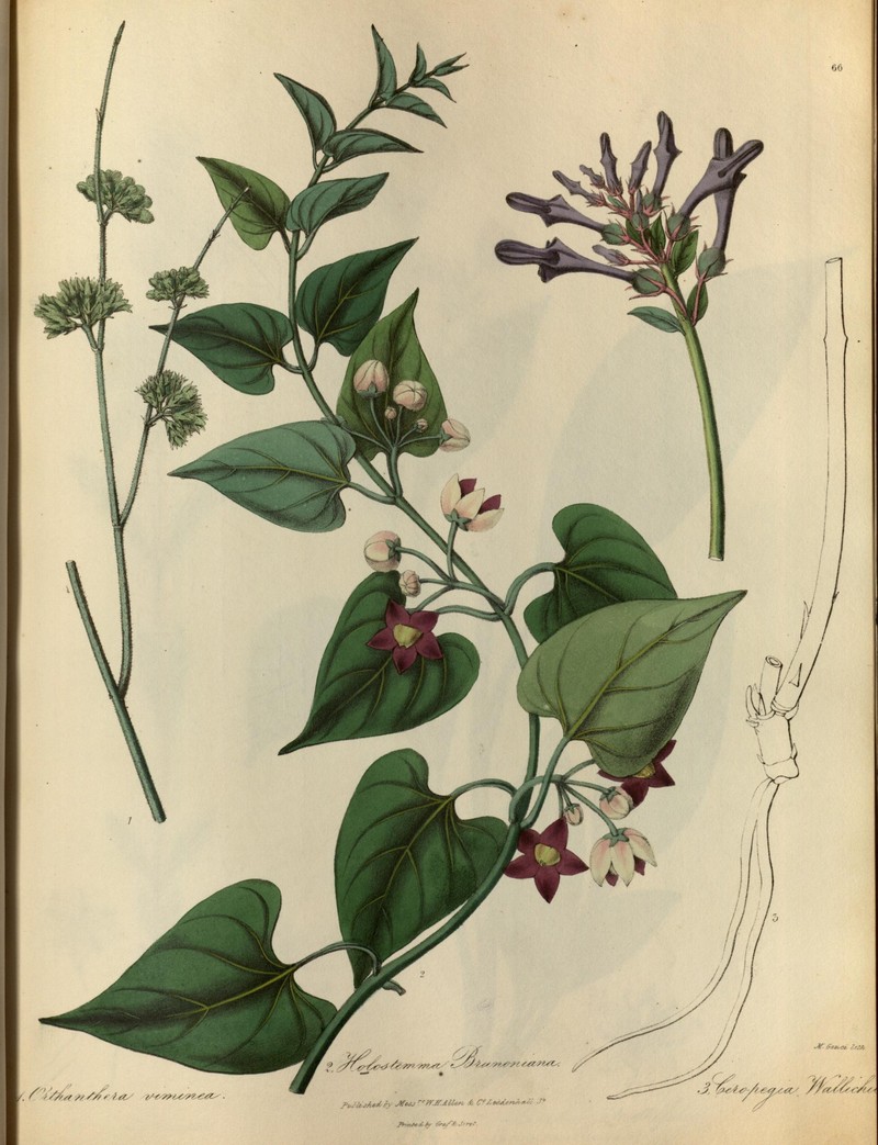 Leptadenia viminea
