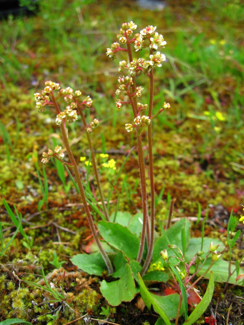 Fireleaf Leptarrhena