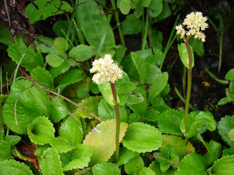 Fireleaf Leptarrhena photo 2