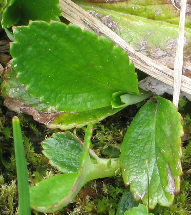 Fireleaf Leptarrhena photo 5