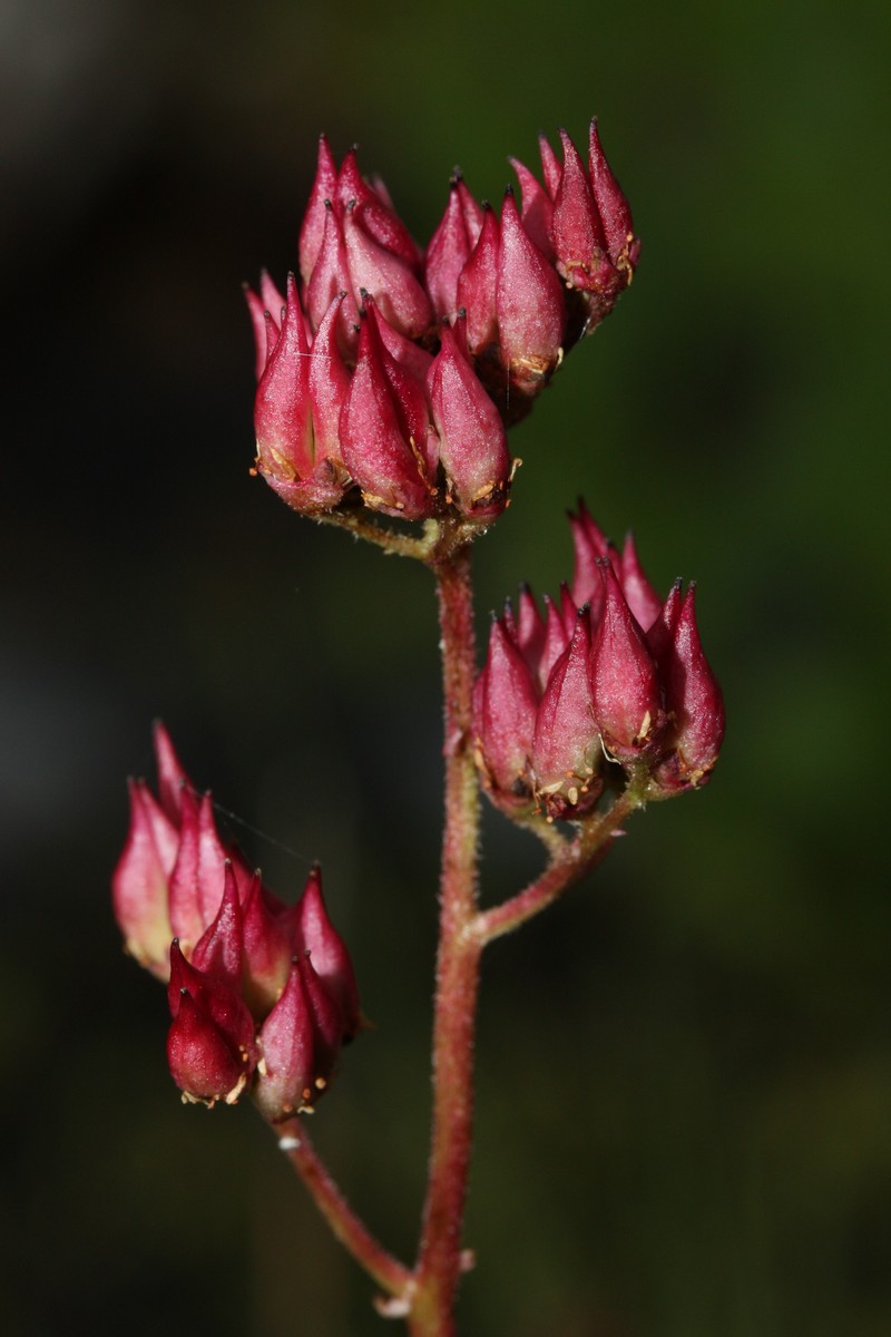 Fireleaf Leptarrhena photo 6