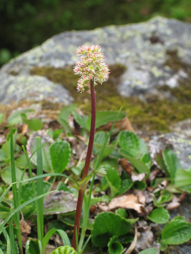 Fireleaf Leptarrhena photo 7