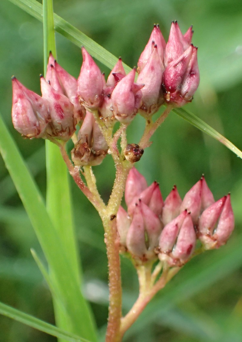 Fireleaf Leptarrhena