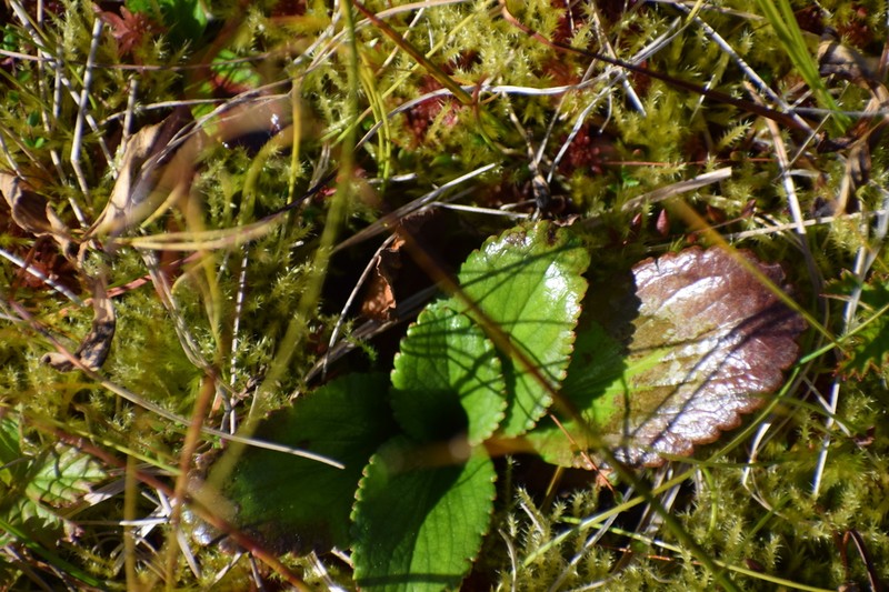 Fireleaf Leptarrhena photo 5