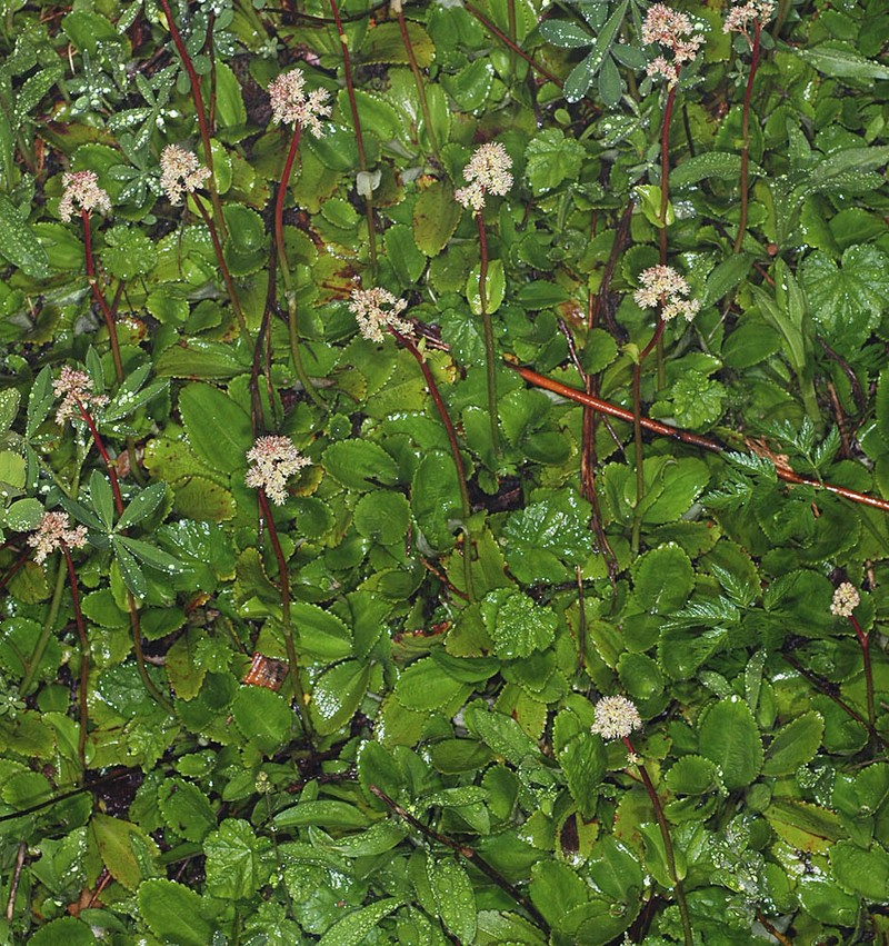 Fireleaf Leptarrhena photo 8