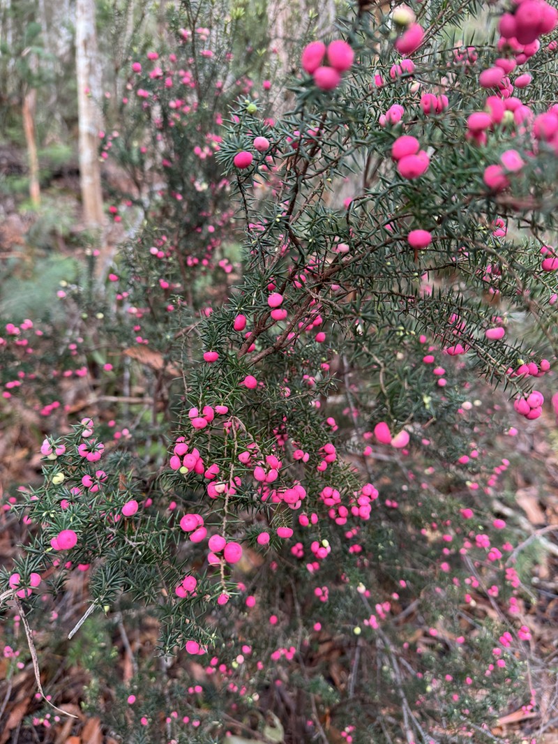 Leptecophylla oxycedrus