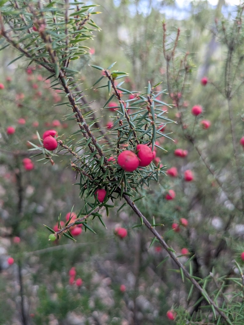 Leptecophylla oxycedrus photo 2