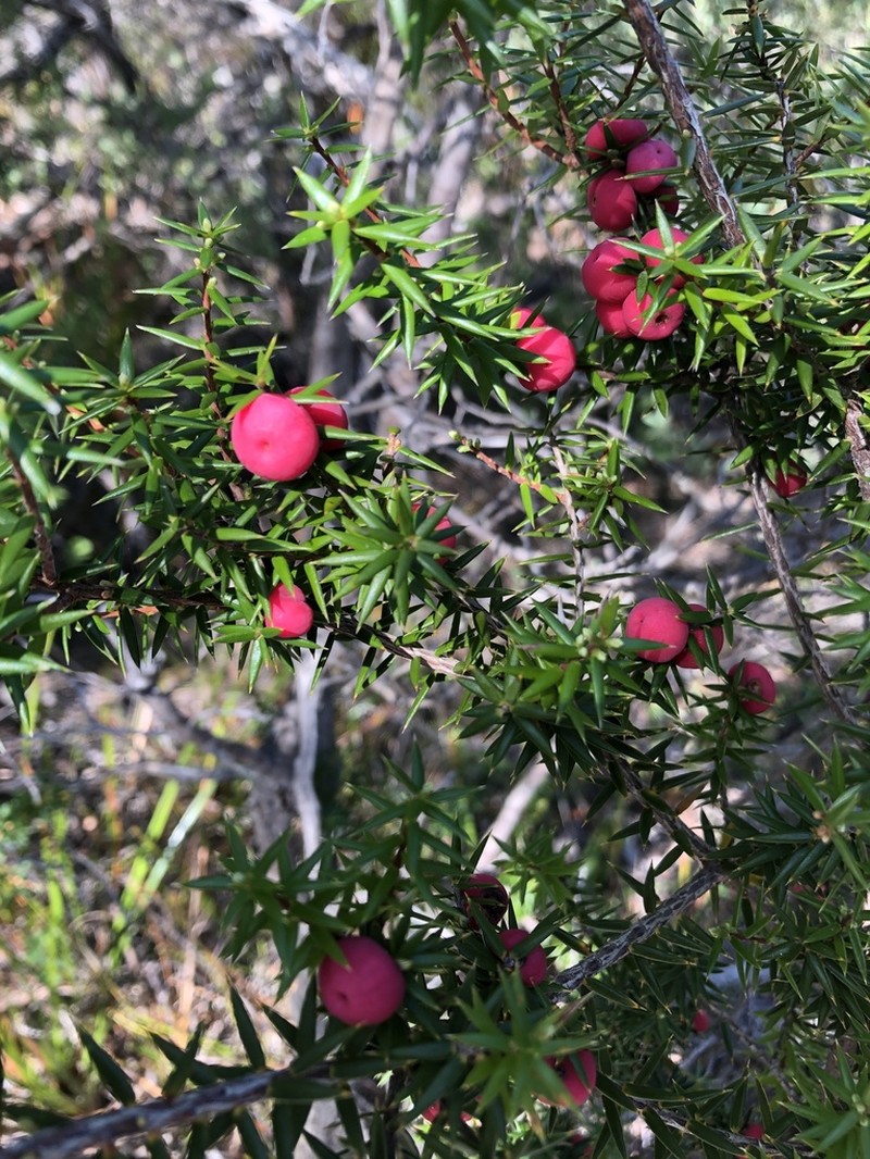 Leptecophylla oxycedrus photo 3