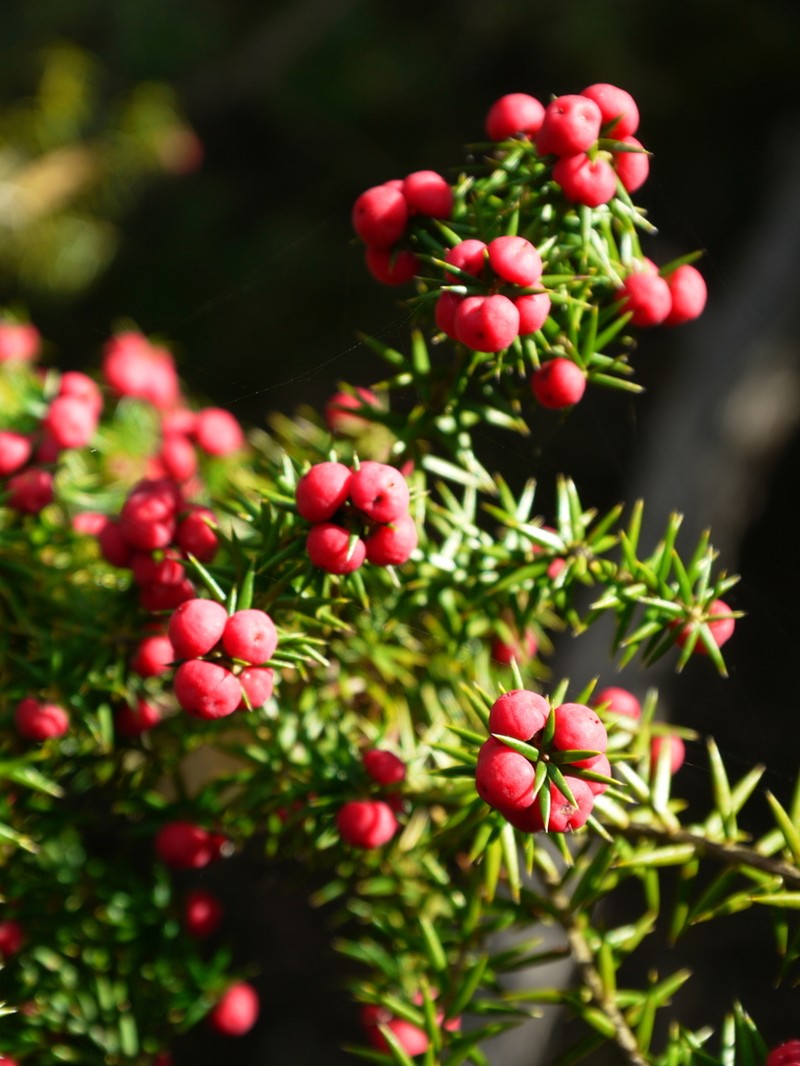 Leptecophylla oxycedrus photo 4