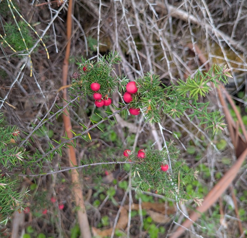 Leptecophylla oxycedrus photo 5
