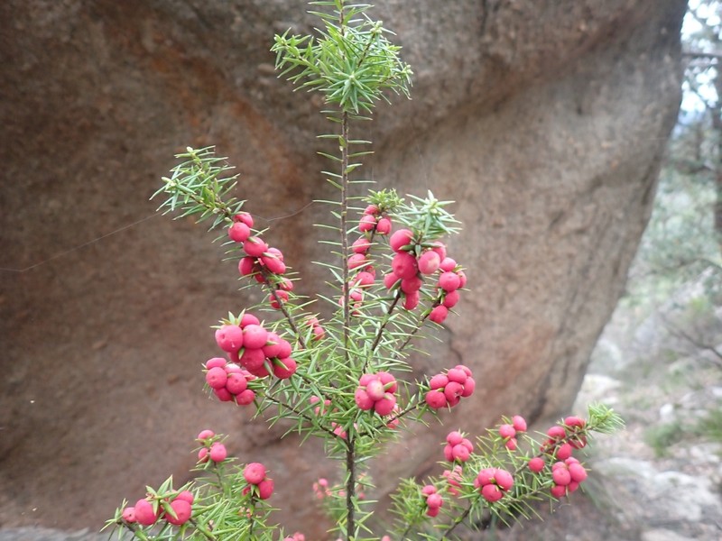 Leptecophylla oxycedrus photo 6