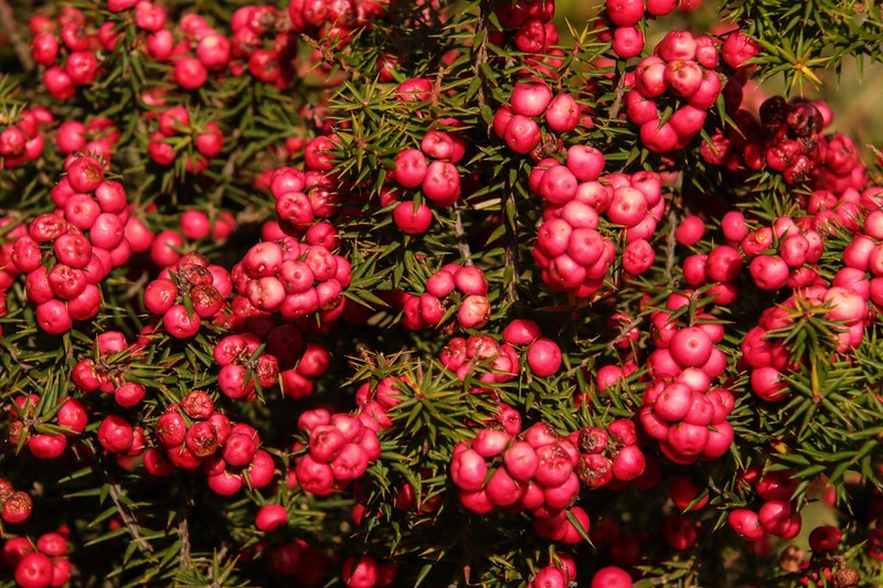 Leptecophylla oxycedrus photo 7