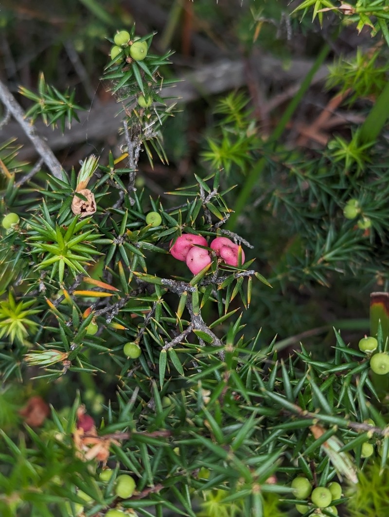 Leptecophylla oxycedrus photo 8