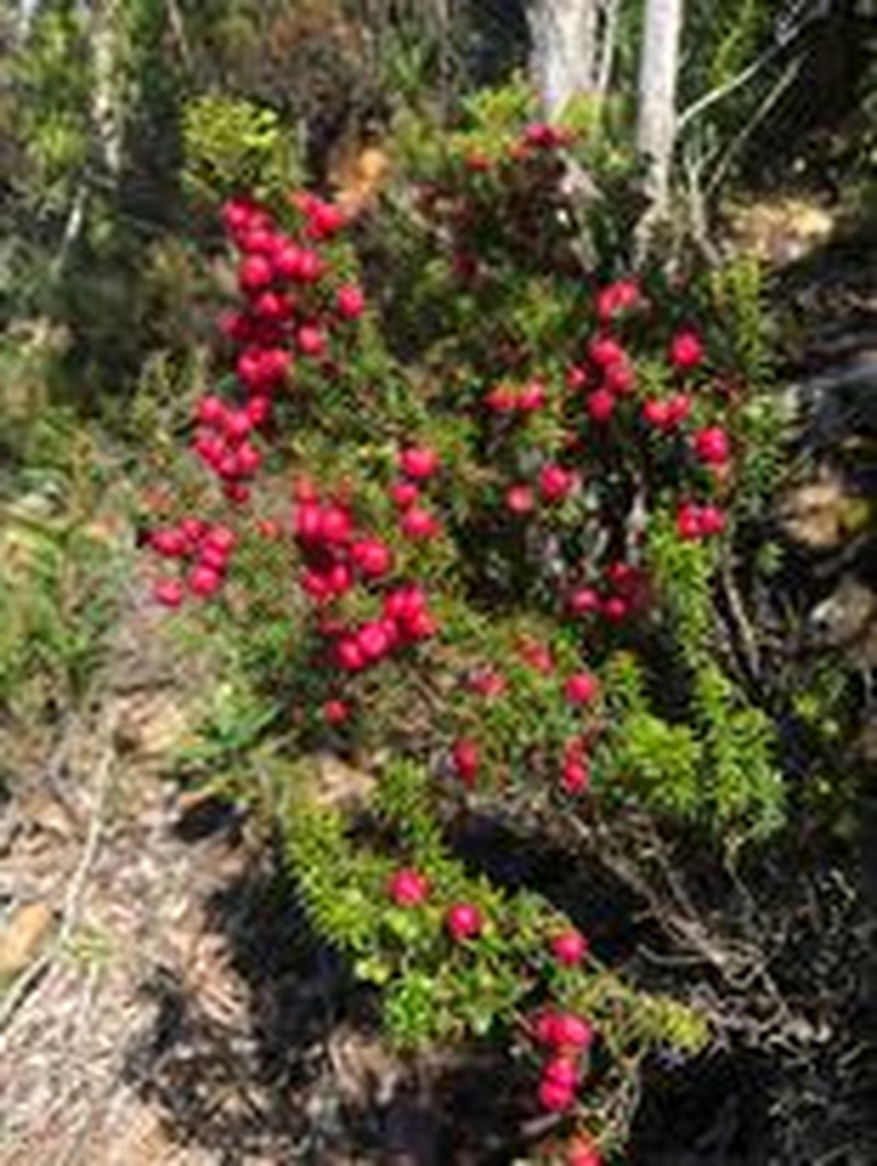 Leptecophylla parvifolia