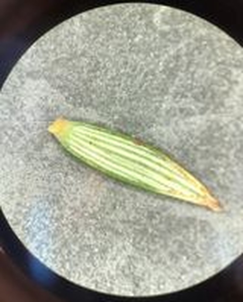 Leptecophylla parvifolia photo 2
