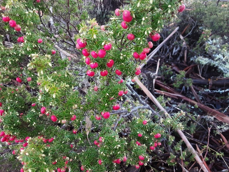 Leptecophylla parvifolia photo 3