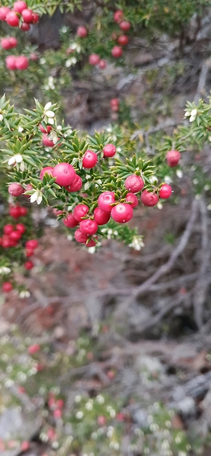 Leptecophylla parvifolia photo 4