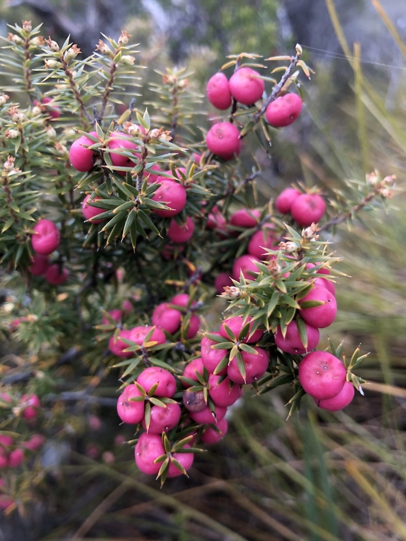 Leptecophylla parvifolia photo 5