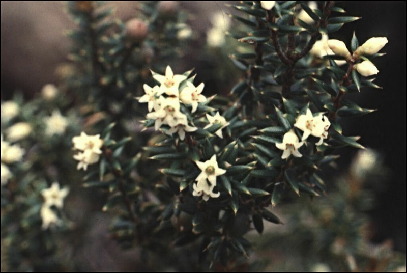 Leptecophylla parvifolia photo 6