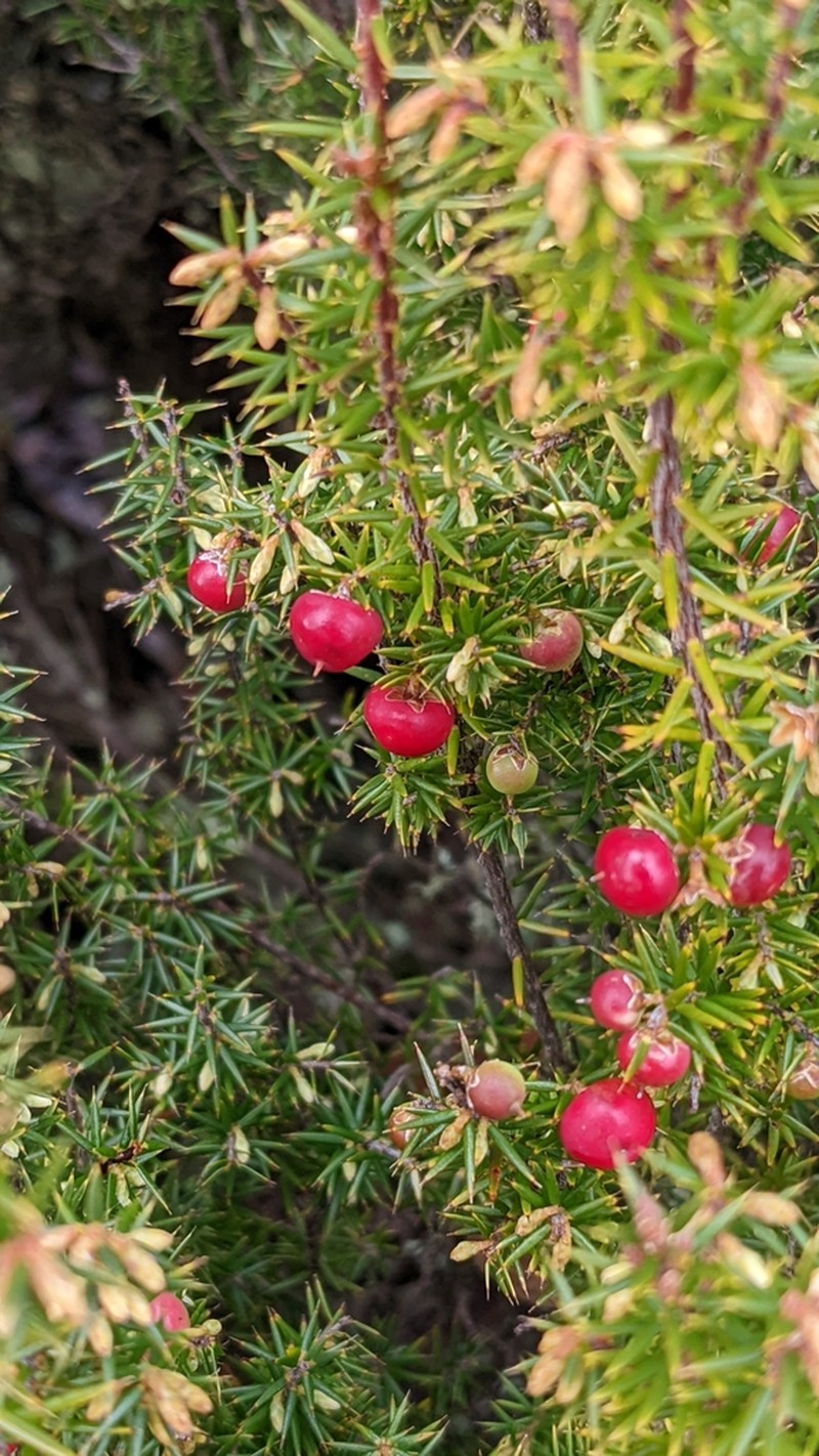 Leptecophylla parvifolia photo 7