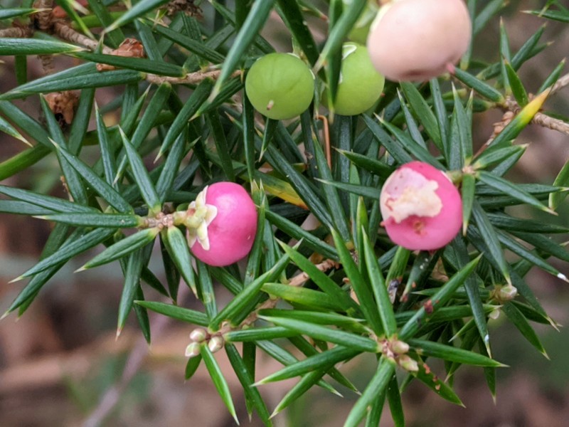 Leptecophylla pogonocalyx subsp. decipiens