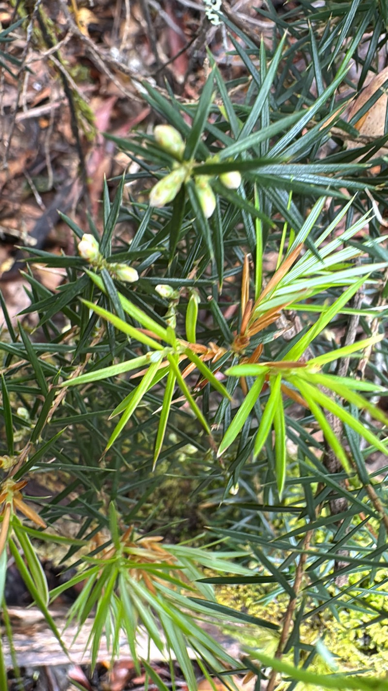 Leptecophylla pogonocalyx subsp. decipiens photo 2