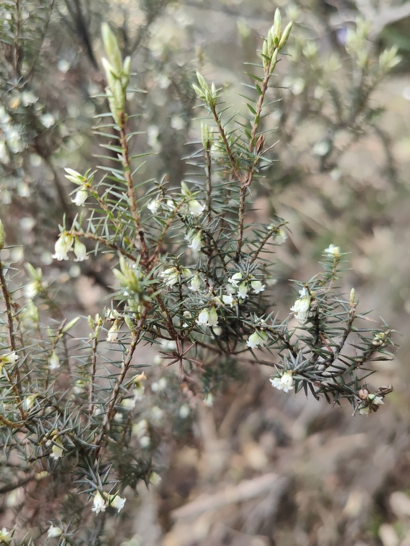 Leptecophylla pogonocalyx subsp. decipiens photo 3
