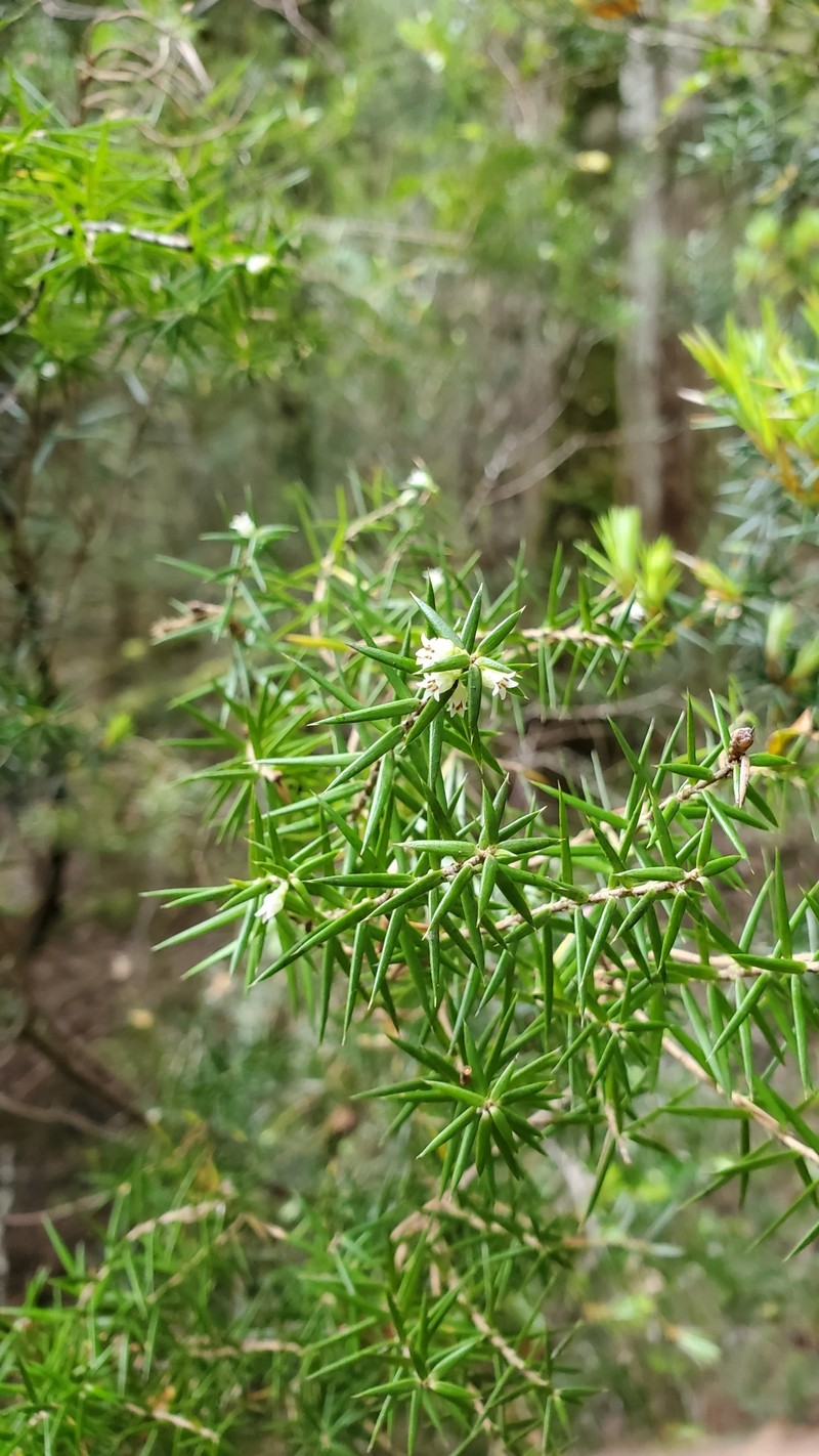 Leptecophylla pogonocalyx subsp. decipiens photo 4
