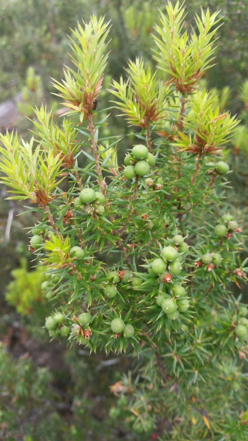 Leptecophylla pogonocalyx subsp. pogonocalyx