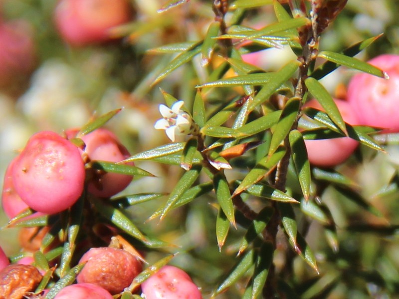 Leptecophylla pogonocalyx subsp. pogonocalyx photo 2