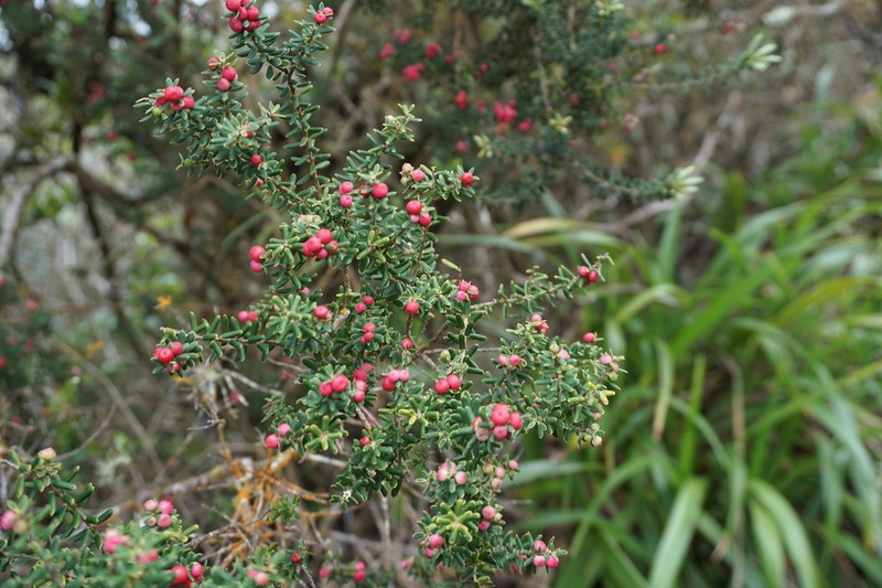 Pukiawe photo 3