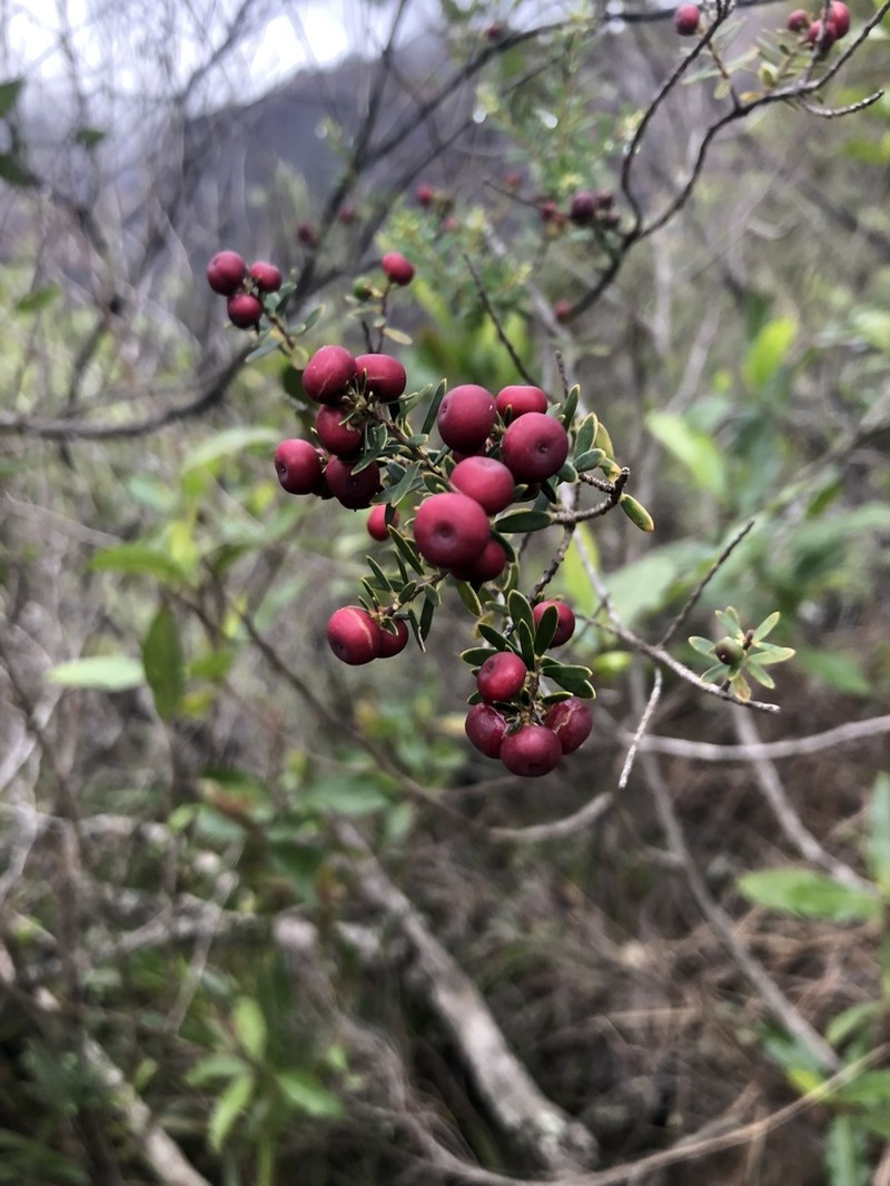 Pukiawe photo 4