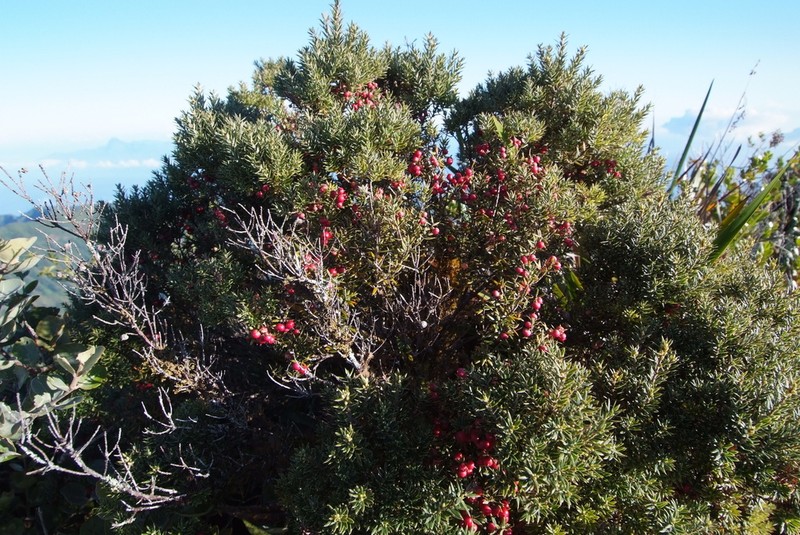 Pukiawe photo 7