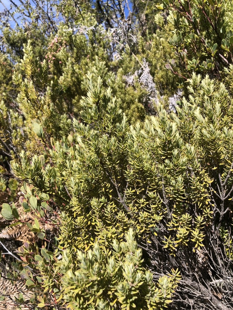 Pukiawe photo 8