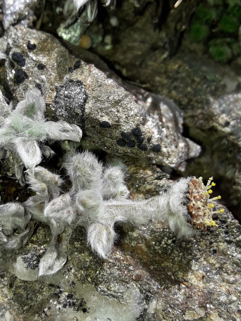 Leptinella albida