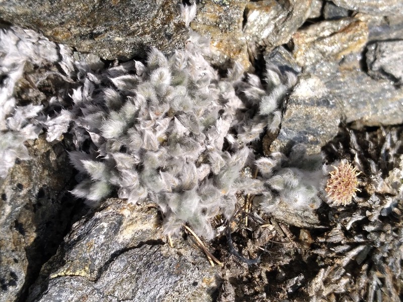 Leptinella albida photo 2