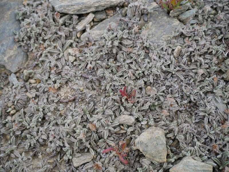 Leptinella albida photo 3